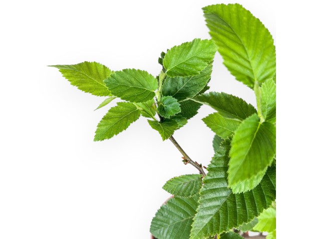 Werkmodel van Ostria carpinifolia - Zwarte haagbeuk %separator% %category% 2