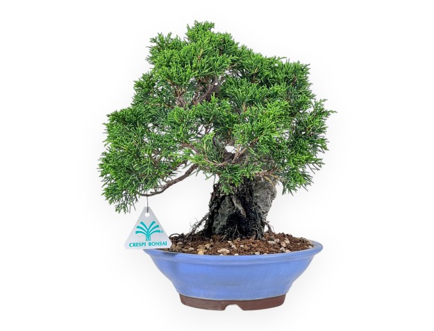 Bonsaï de Juniperus chinensis %separator% %category%