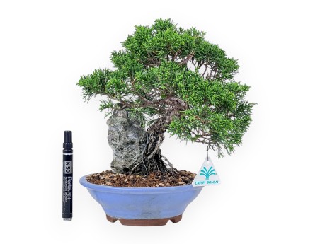 Bonsái de Juniperus chinensis %separator% %category%