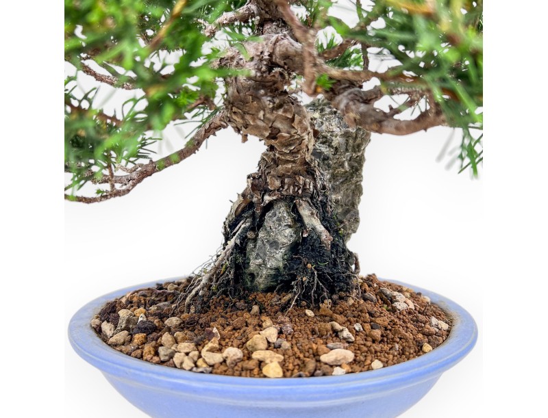 Bonsái de Juniperus chinensis %separator% %category%