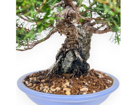 Bonsai aus Juniperus chinensis %separator% %category%