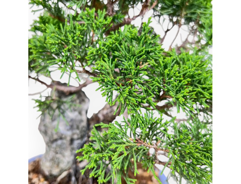 Juniperus chinensis-bonsai %separator% %category%