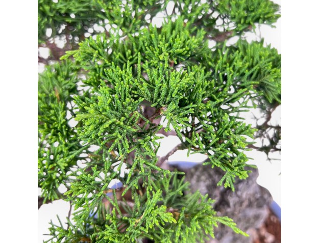 Bonsaï de Juniperus chinensis %separator% %category% 2