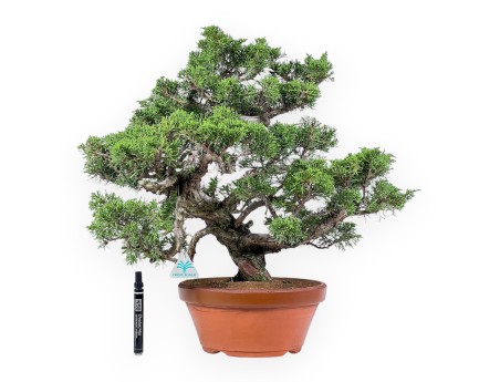 Bonsaï de Juniperus chinensis itoigawa %separator% %category%