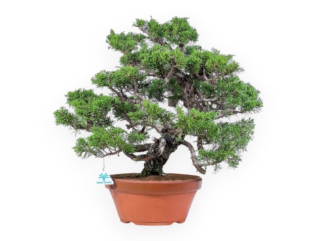 Bonsái de Juniperus chinensis itoigawa %separator% %category%