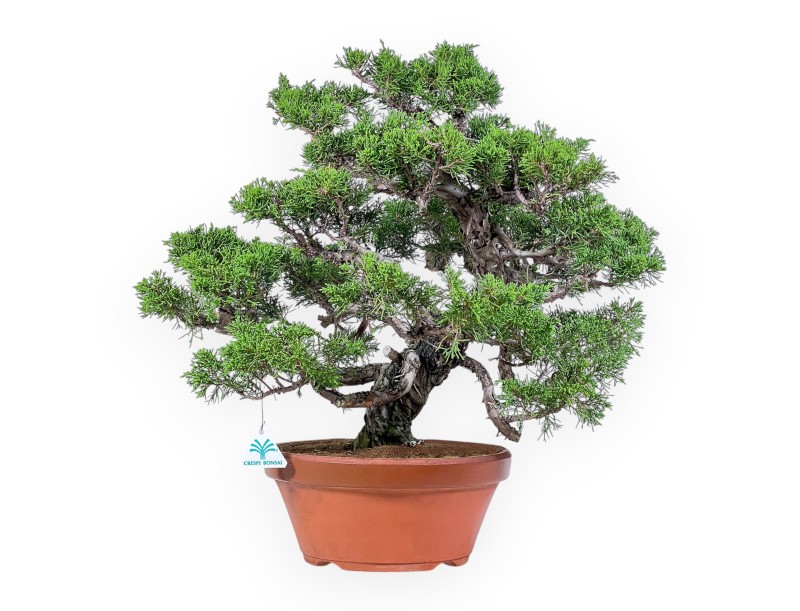 Bonsai aus Juniperus chinensis itoigawa %separator% %category%