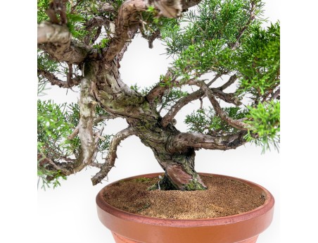 Bonsai aus Juniperus chinensis itoigawa %separator% %category%
