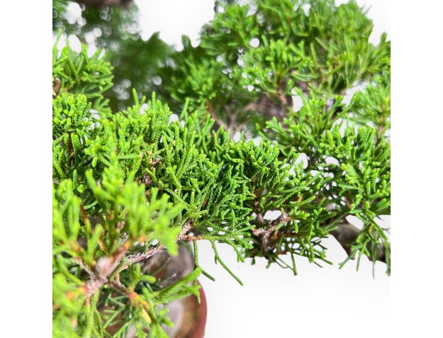 Bonsaï de Juniperus chinensis itoigawa %separator% %category% 2