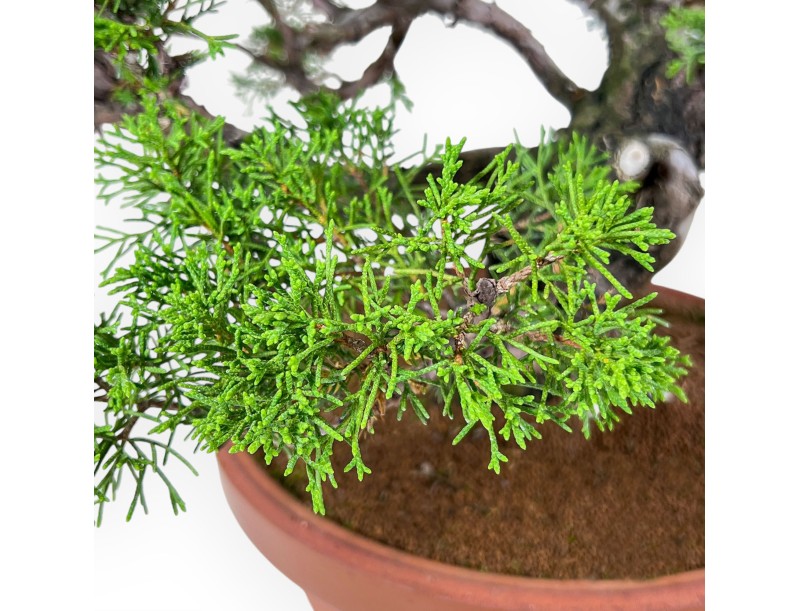 Bonsai di Juniperus chinensis itoigawa %separator% %category%
