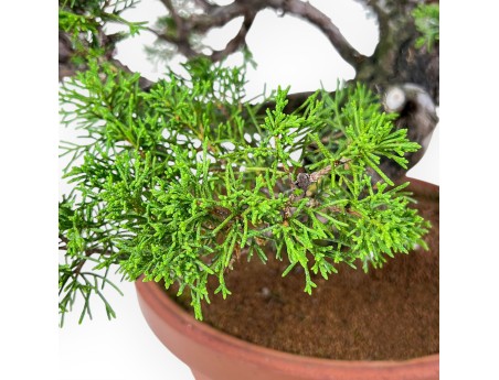 Bonsaï de Juniperus chinensis itoigawa %separator% %category%