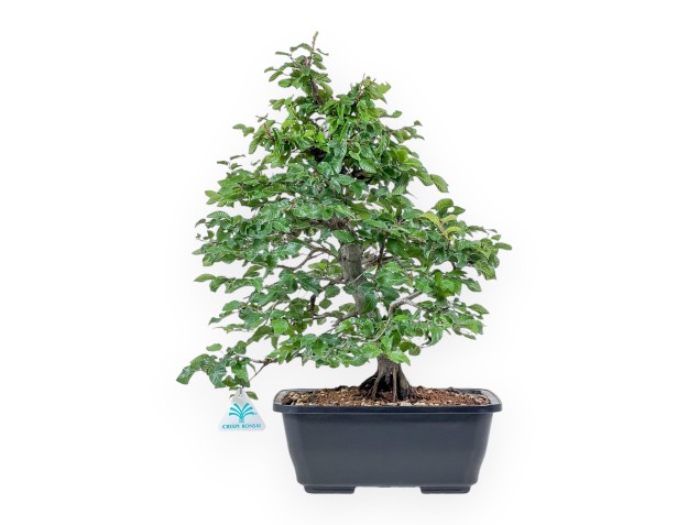 Carpinus orientalis bonsai - Hornbeam %separator% %category%