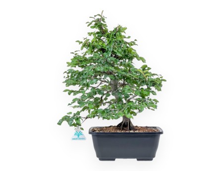 Bonsai di Carpinus orientalis - Carpino %separator% %category%