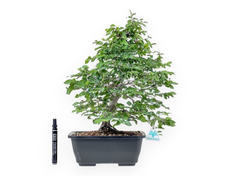 Bonsaï de Carpinus orientalis - Charme %separator% %category%