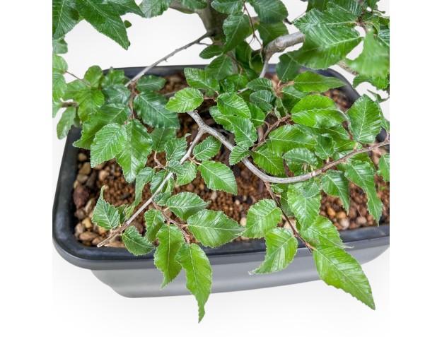 Carpinus orientalis bonsai - Hornbeam %separator% %category% 2