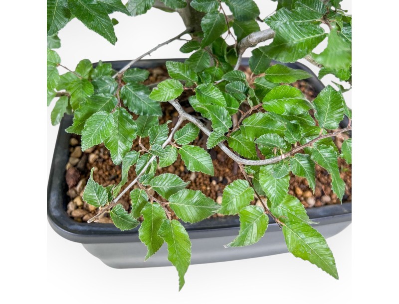 Carpinus orientalis bonsai - Hornbeam %separator% %category%