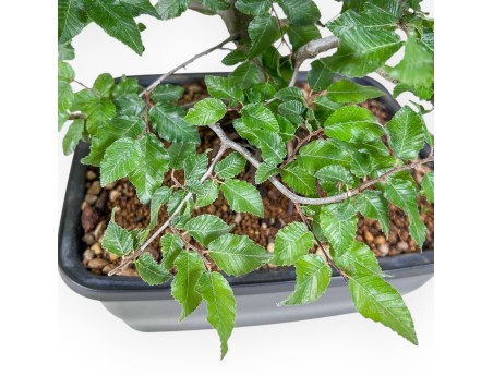 Bonsai di Carpinus orientalis - Carpino %separator% %category%