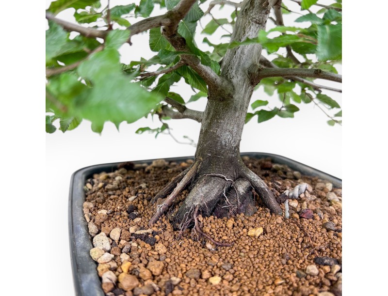 Carpinus orientalis bonsai - Hornbeam %separator% %category%