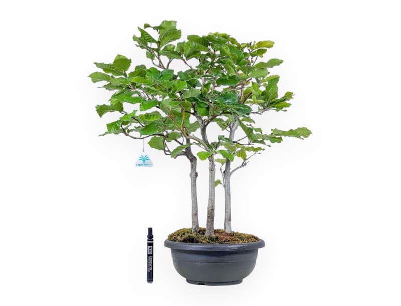 Bonsai aus Fagus sylvatica – Buche %separator% %category%