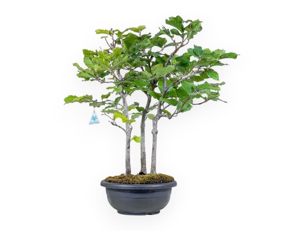 Bonsai van Fagus sylvatica - Beuk %separator% %category%
