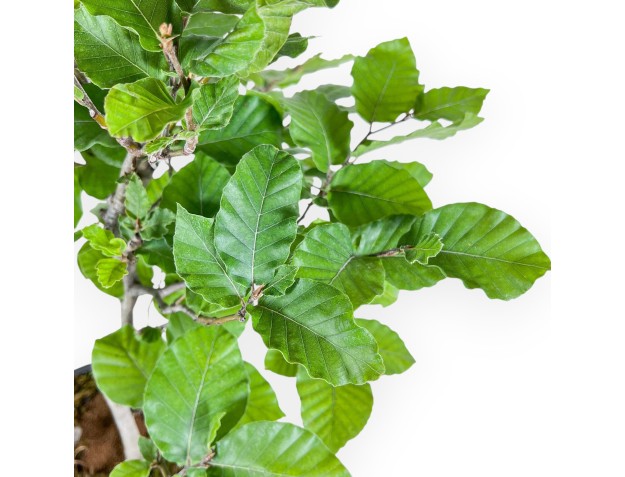 Bonsaï de Fagus sylvatica - Hêtre %separator% %category% 2