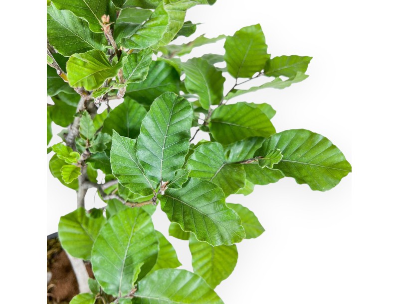 Bonsai van Fagus sylvatica - Beuk %separator% %category%