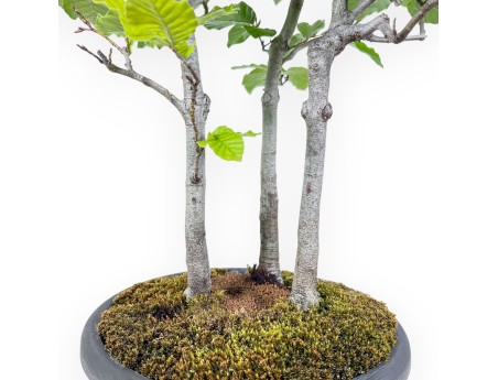 Bonsai aus Fagus sylvatica – Buche %separator% %category%