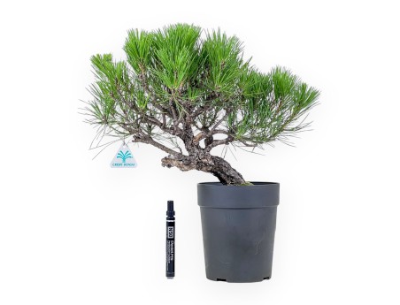 Bonsaï de Pinus thunbergii - Pin noir %separator% %category%