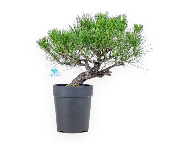 Bonsaï de Pinus thunbergii - Pin noir %separator% %category%
