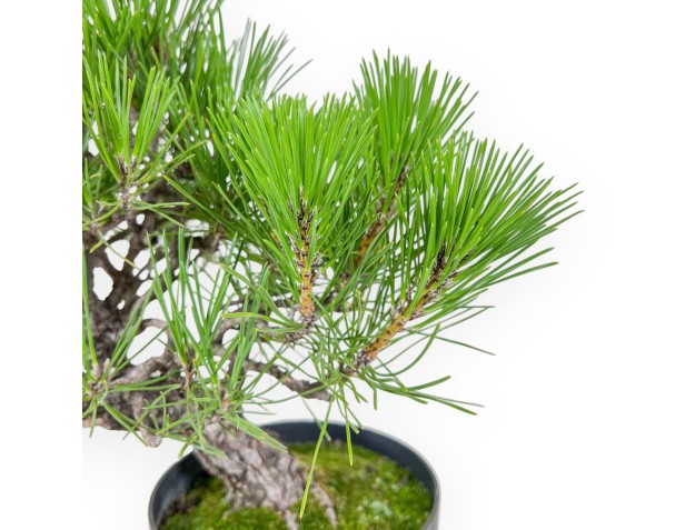 Bonsaï de Pinus thunbergii - Pin noir %separator% %category% 2