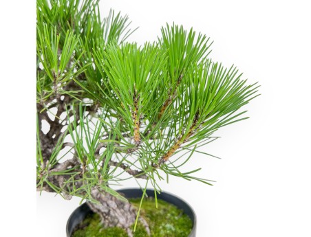 Bonsai di Pinus thunbergii - Pino nero %separator% %category%
