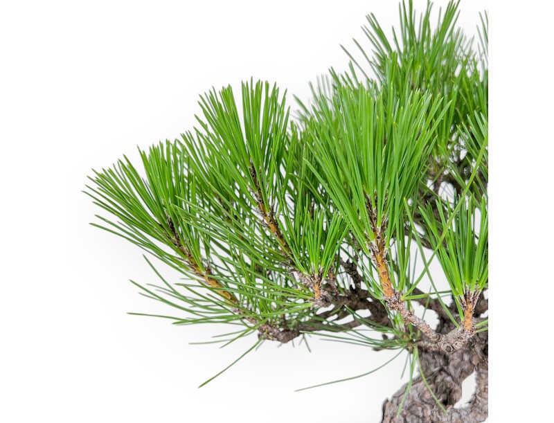Bonsai aus Pinus thunbergii – Schwarzkiefer %separator% %category%