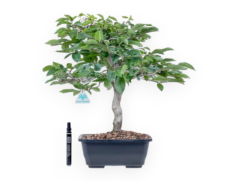 Carpinus betulus bonsai - Hornbeam %separator% %category%