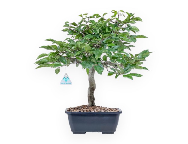 Bonsai aus Carpinus betulus – Hainbuche %separator% %category%