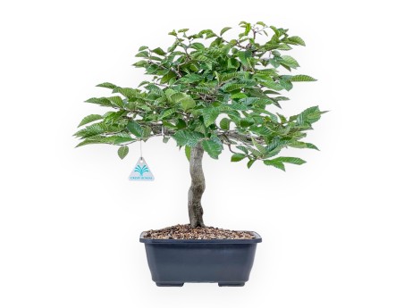 Carpinus betulus bonsai - Hornbeam %separator% %category%