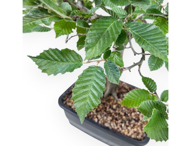 Bonsai aus Carpinus betulus – Hainbuche %separator% %category% 2