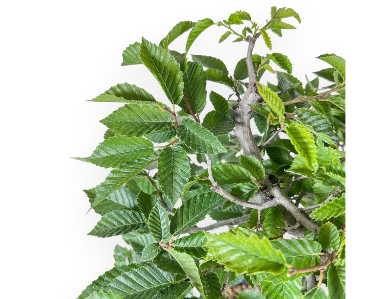 Bonsái de Carpinus betulus - Haya %separator% %category%