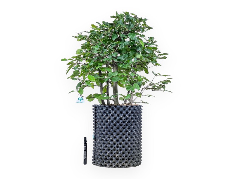 Bonsaï de Carpinus betulus - Charme %separator% %category%