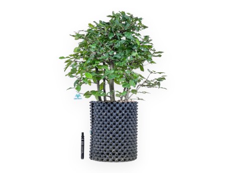 Bonsai van Carpinus betulus - Haverboom %separator% %category%