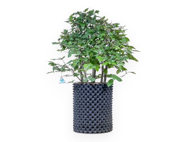 Bonsai van Carpinus betulus - Haverboom %separator% %category%
