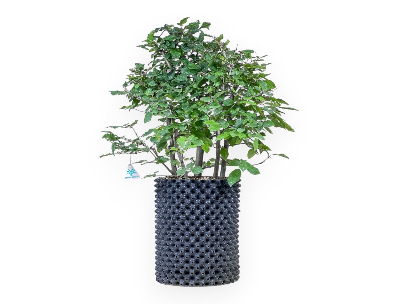 Bonsai van Carpinus betulus - Haverboom %separator% %category%