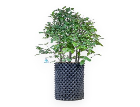 Bonsaï de Carpinus betulus - Charme %separator% %category%