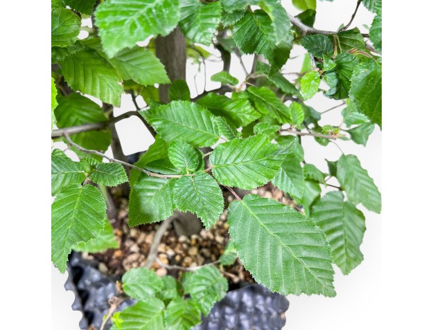 Bonsaï de Carpinus betulus - Charme %separator% %category% 2