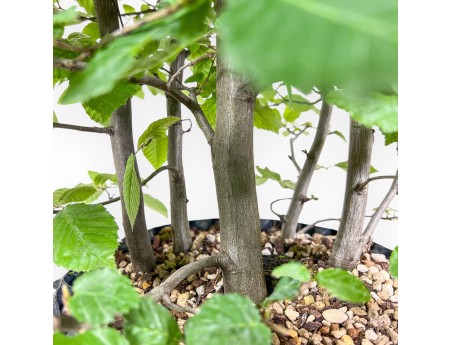 Carpinus betulus bonsai - Hornbeam %separator% %category%