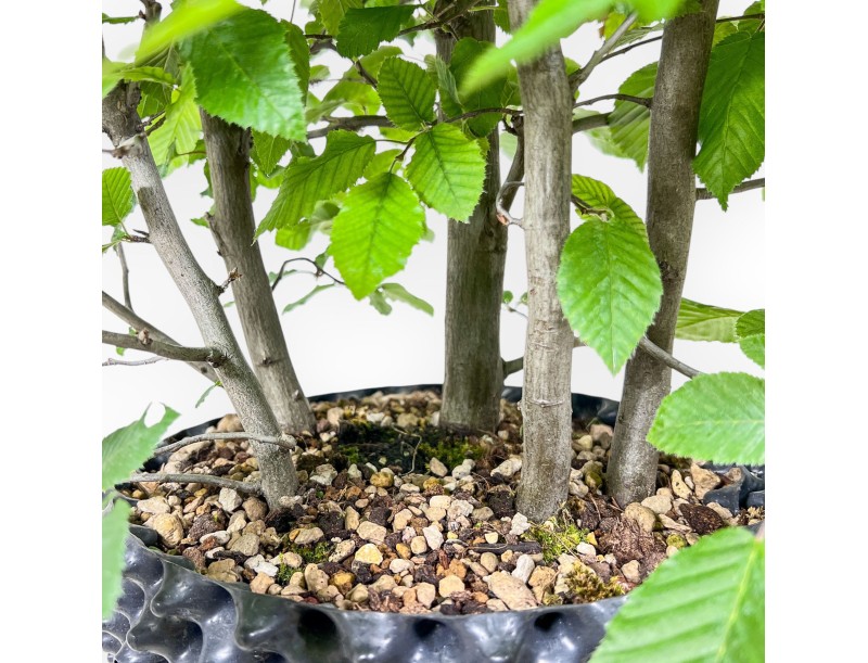 Carpinus betulus bonsai - Hornbeam %separator% %category%