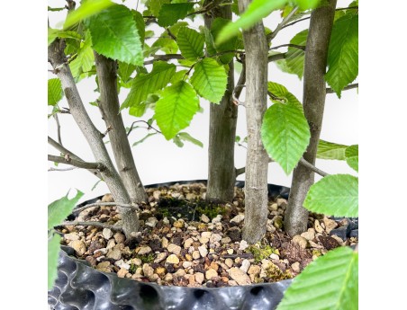 Bonsaï de Carpinus betulus - Charme %separator% %category%