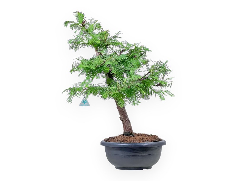 Taxodium bonsai %separator% %category%