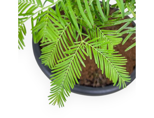 Taxodium bonsai %separator% %category% 2