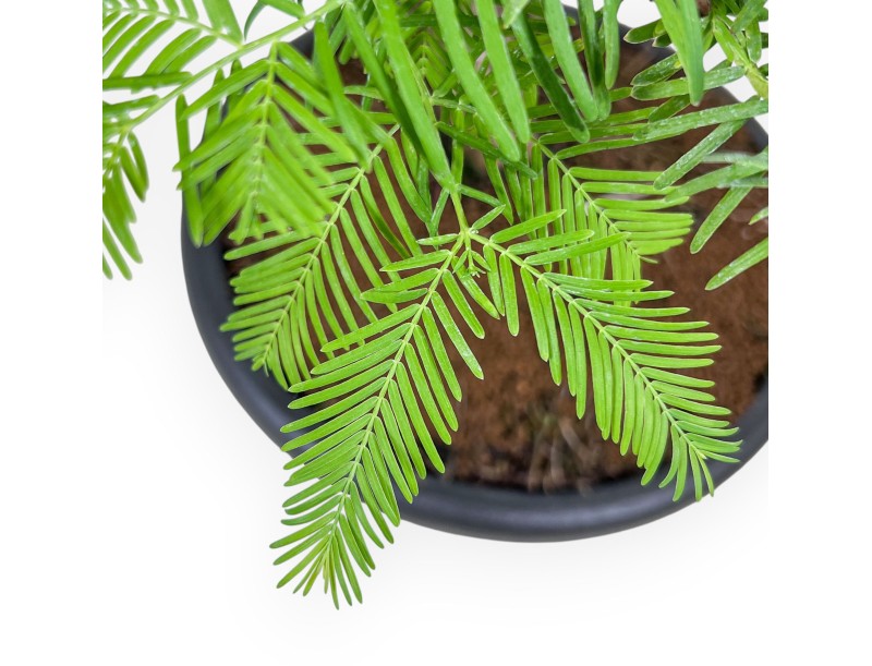 Taxodium bonsai %separator% %category%
