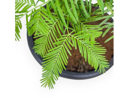 Taxodium bonsai %separator% %category%