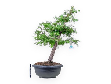 Taxodium bonsai %separator% %category%